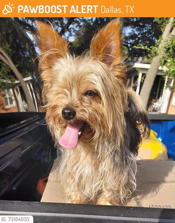 Found/Stray Male Dog last seen Ferguson & Gus Thomasson, Dallas, TX 75228