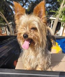 Found/Stray Male Dog last seen Ferguson & Gus Thomasson, Dallas, TX 75228