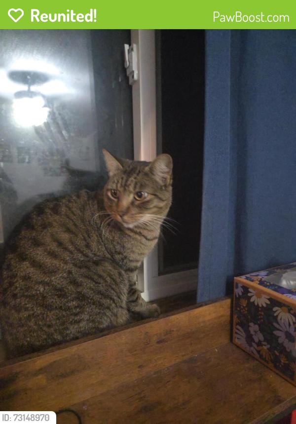 Reunited Female Cat last seen Greneva, Kitsap County, WA 98311