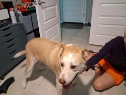 Found/Stray Male Dog last seen Continental Ranch/El Rio Preserve Bike/Walking Path area, Tucson, AZ 85743