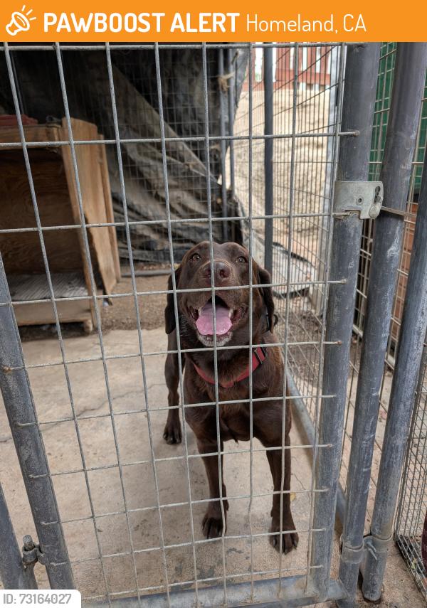 Found/Stray Male Dog last seen Briggs, Homeland, CA 92548