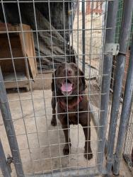 Found/Stray Male Dog last seen Briggs, Homeland, CA 92548