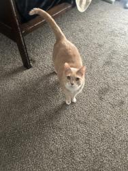 Lost Male Cat last seen Street I, Greeley, CO 80634