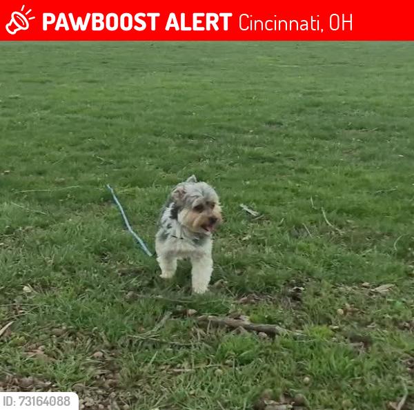 Lost Male Dog last seen Argus rd, Cincinnati, OH 45224