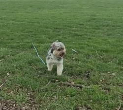 Lost Male Dog last seen Argus rd, Cincinnati, OH 45224