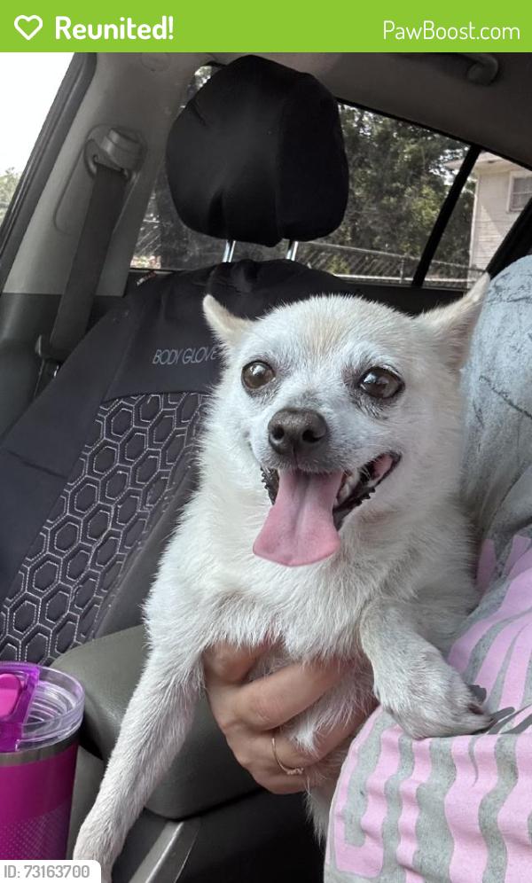 Reunited Female Dog last seen W Lowden St, Fort Worth, TX, USA, Fort Worth, TX 76110