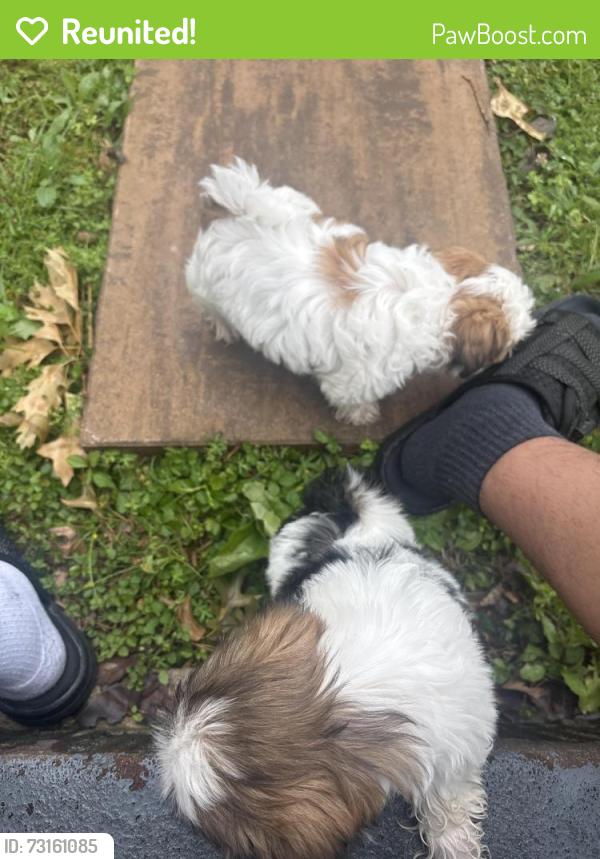 Reunited Female Dog last seen Near cedarcrest ave, Nashville, TN 37115