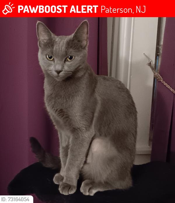 Lost Female Cat last seen Pennsylvania Ave near Farmers Market, Paterson, NJ 07503