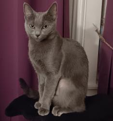 Lost Female Cat last seen Pennsylvania Ave near Farmers Market, Paterson, NJ 07503
