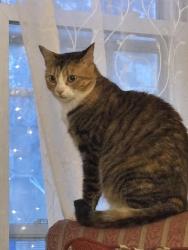 Lost Female Cat last seen Plumtree Road, Frederick Harris School, Arvilla Street, Springfield, MA 01118