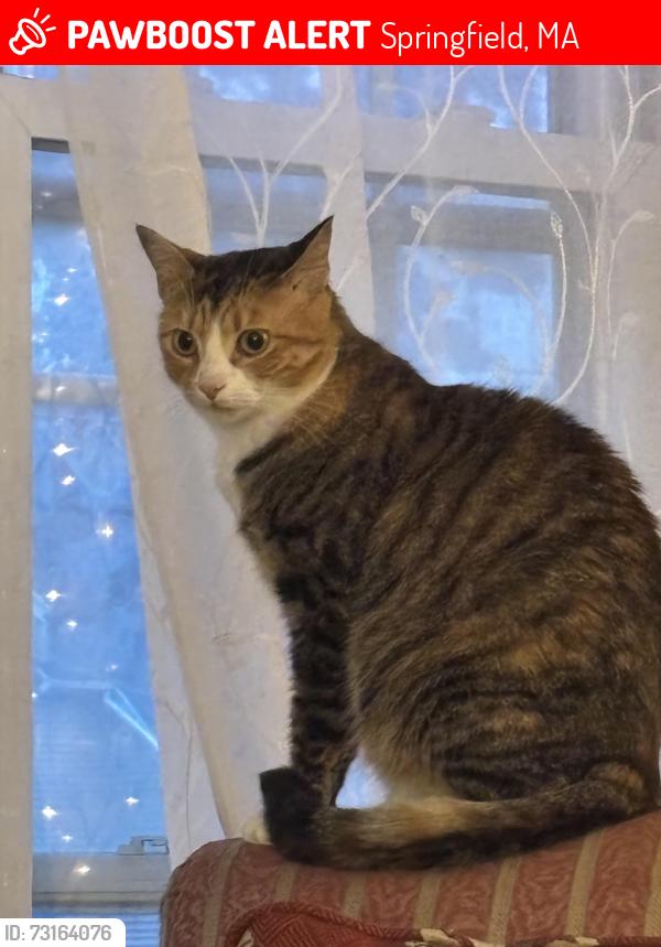 Lost Female Cat last seen Plumtree Road, Frederick Harris School, Arvilla Street, Springfield, MA 01118