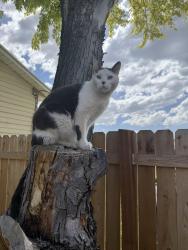 Lost Male Cat last seen Harmony’s building down the road, and the harmons dentist office., West Valley City, UT 84120