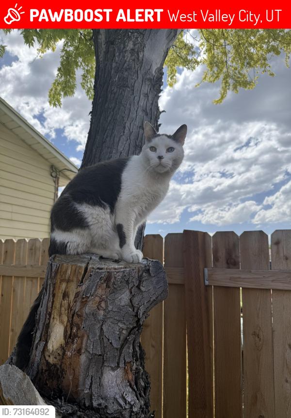 Lost Male Cat last seen Harmony’s building down the road, and the harmons dentist office., West Valley City, UT 84120