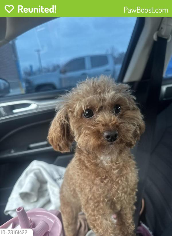 Reunited Female Dog last seen 94th & silver spring, Milwaukee, WI 53225