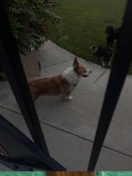 Found/Stray Male Dog last seen Deer flt and sky ranch, Canyon County, ID 83686