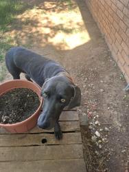 Found/Stray Female Dog last seen Near, Lubbock County, TX 79416