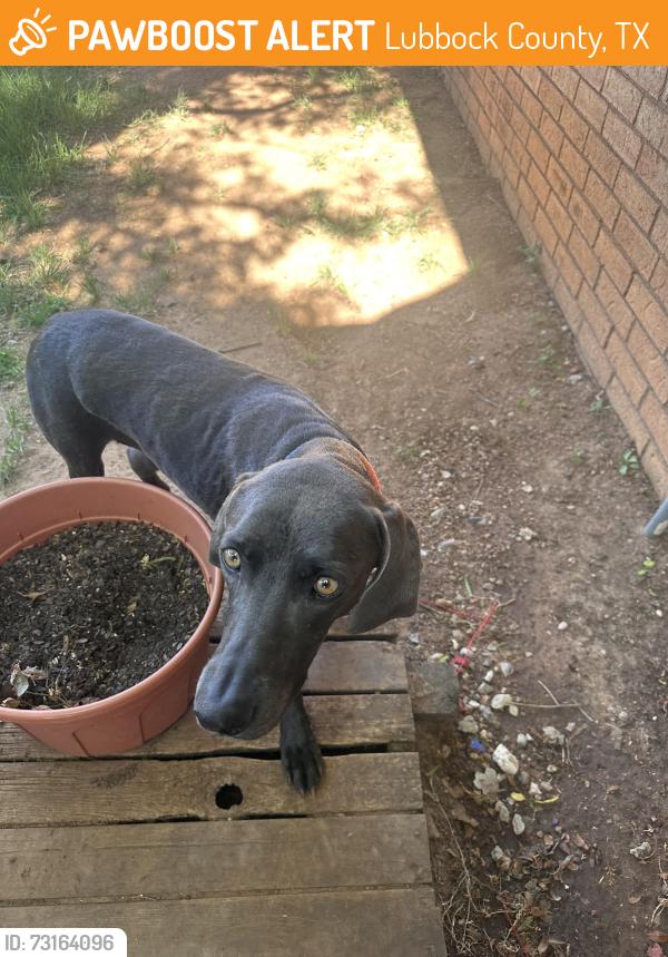 Found/Stray Female Dog last seen Near, Lubbock County, TX 79416