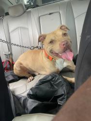 Reunited Male Dog last seen Near and Damen, Chicago, IL 60620