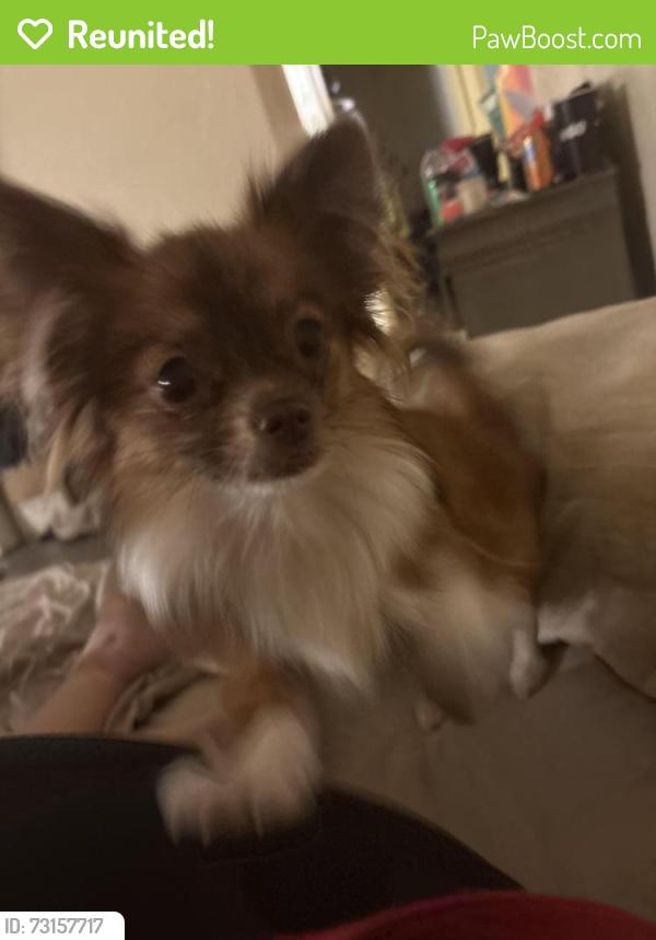 Reunited Female Dog last seen 14th and Stockton BLVD, Sacramento, CA 95820