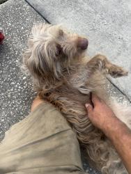 Reunited Female Dog last seen Woodman Way, Orlando, FL 32818, USA, Orlando, FL 32818