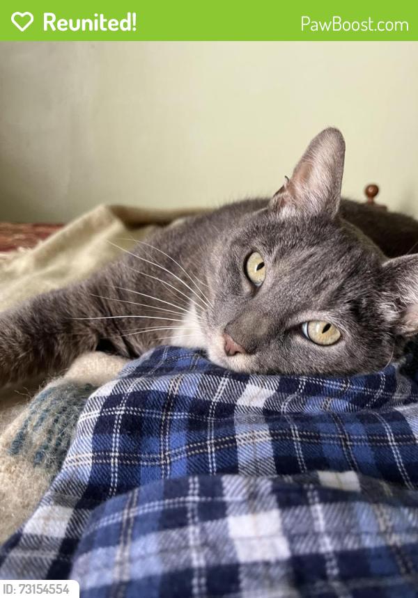 Reunited Male Cat last seen Guilford Ave between 30th & 31st Streets, Baltimore, MD 21218