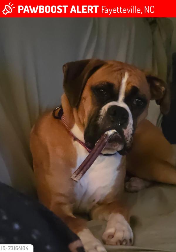 Lost Female Dog last seen John b Carter road, Fayetteville, NC 28312