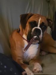 Lost Female Dog last seen John b Carter road, Fayetteville, NC 28312
