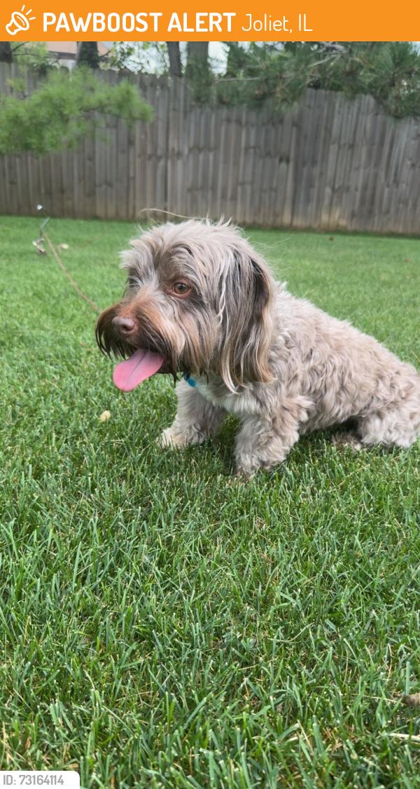Found/Stray Male Dog last seen Ace drive in on route 30 Joliet IL, Joliet, IL 60435
