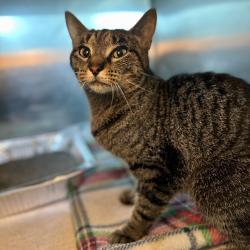 Shelter Stray Female Cat last seen , 21800 Central Ave, Matteson, IL 60443, USA