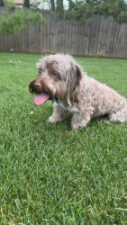 Found/Stray Male Dog last seen Ace drive in on route 30 Joliet IL, Joliet, IL 60435