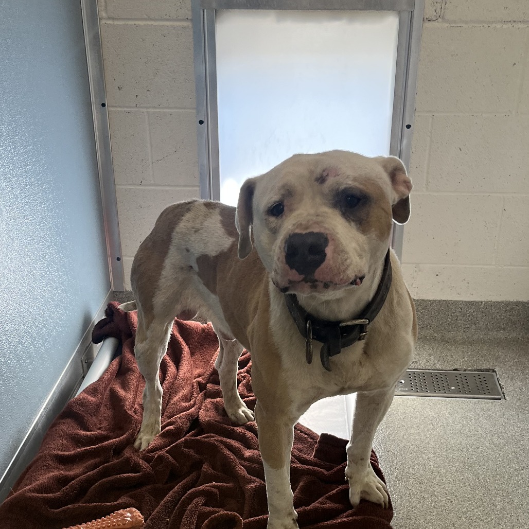 Shelter Stray Male Dog last seen , 21800 Central Ave, Matteson, IL 60443, USA