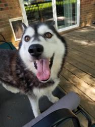Reunited Female Dog last seen Southmont near dollar general, Lexington, NC 27292
