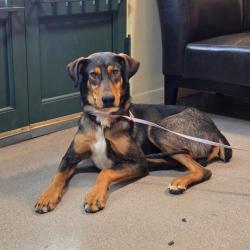 Shelter Stray Male Dog last seen , 361 S Raymond Ave, Pasadena, CA 91105, USA