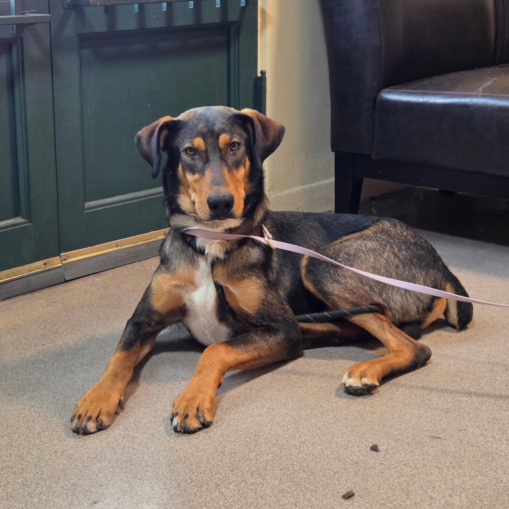 Shelter Stray Male Dog last seen , 361 S Raymond Ave, Pasadena, CA 91105, USA