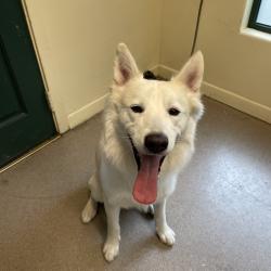 Shelter Stray Unknown Dog last seen , 361 S Raymond Ave, Pasadena, CA 91105, USA