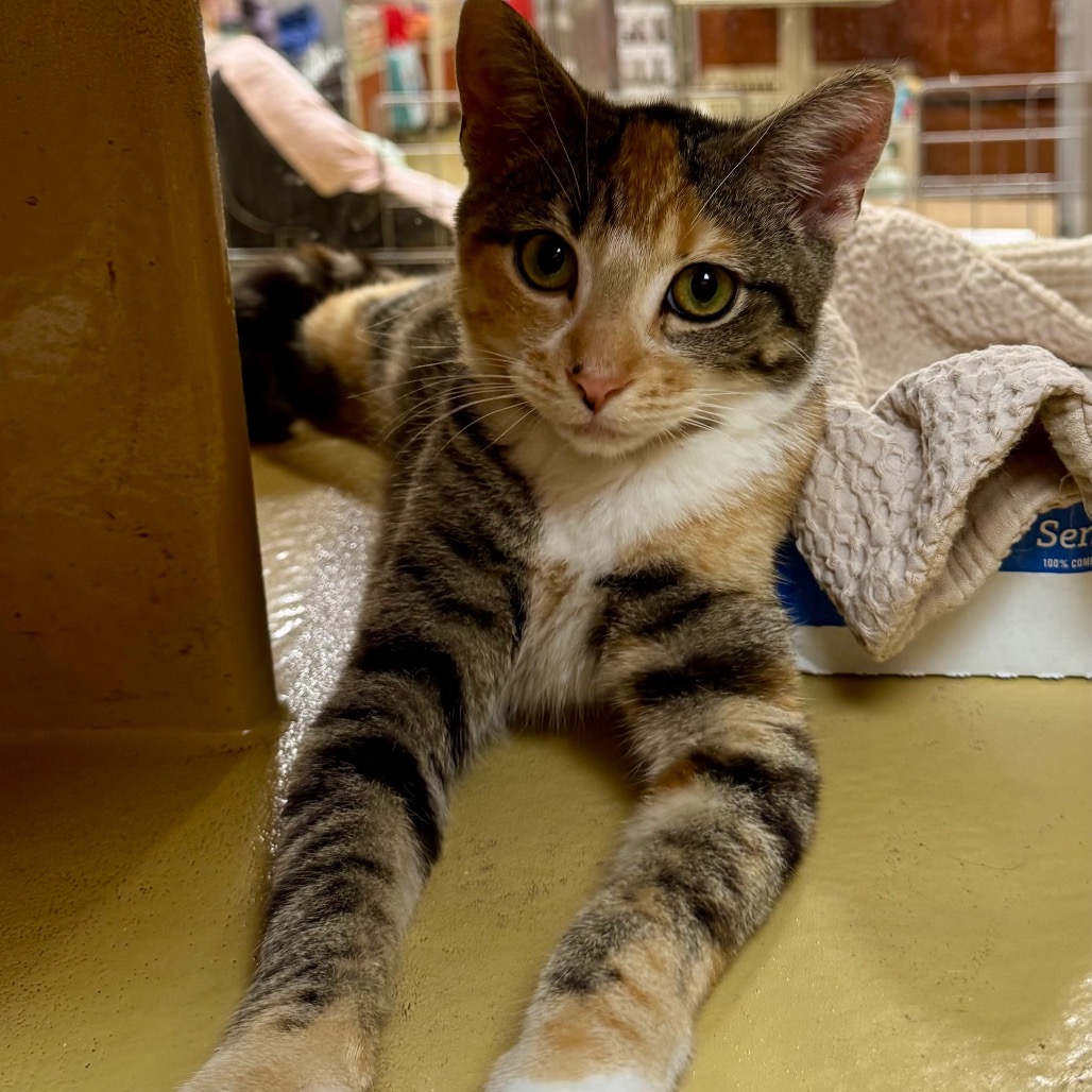 Shelter Stray Female Cat last seen , Animal Care & Control Team of Philly, 111 W Hunting Park Ave, Philadelphia, PA 19140, USA