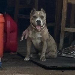 Shelter Stray Male Dog last seen , 2350 Appling City Cove, Memphis, TN 38133, USA