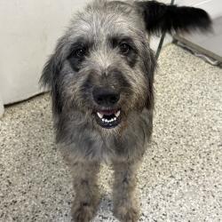 Shelter Stray Male Dog last seen , 1901 N 31st Ave, Hattiesburg, MS 39401, USA