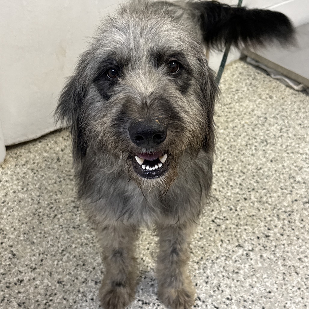 Shelter Stray Male Dog last seen , 1901 N 31st Ave, Hattiesburg, MS 39401, USA