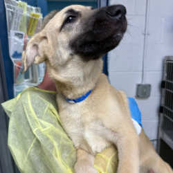 Shelter Stray Male Dog last seen , 1901 N 31st Ave, Hattiesburg, MS 39401, USA