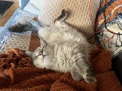 Reunited Female Cat last seen Tramway and Comanche, Albuquerque, NM 87111