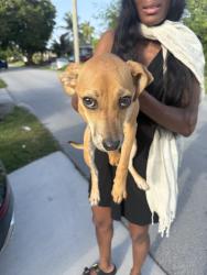 Found/Stray Unknown Dog last seen Near & 6, North Miami, FL 33161