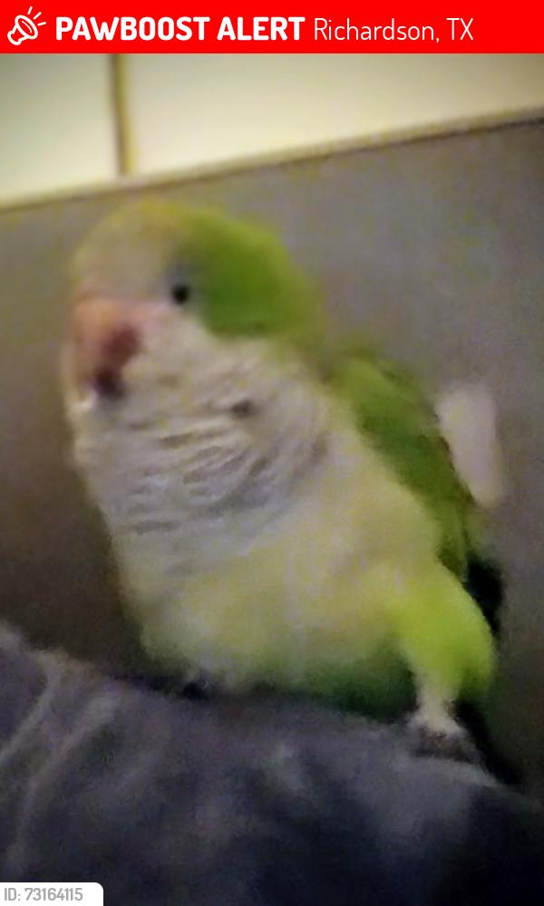 Lost Male Bird last seen Bowser and Arapahoe Rd, Richardson, TX 75081