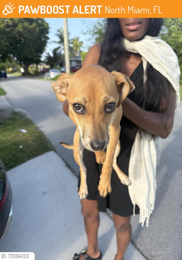 Found/Stray Unknown Dog last seen Near & 6, North Miami, FL 33161