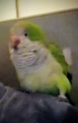 Lost Male Bird last seen Bowser and Arapahoe Rd, Richardson, TX 75081