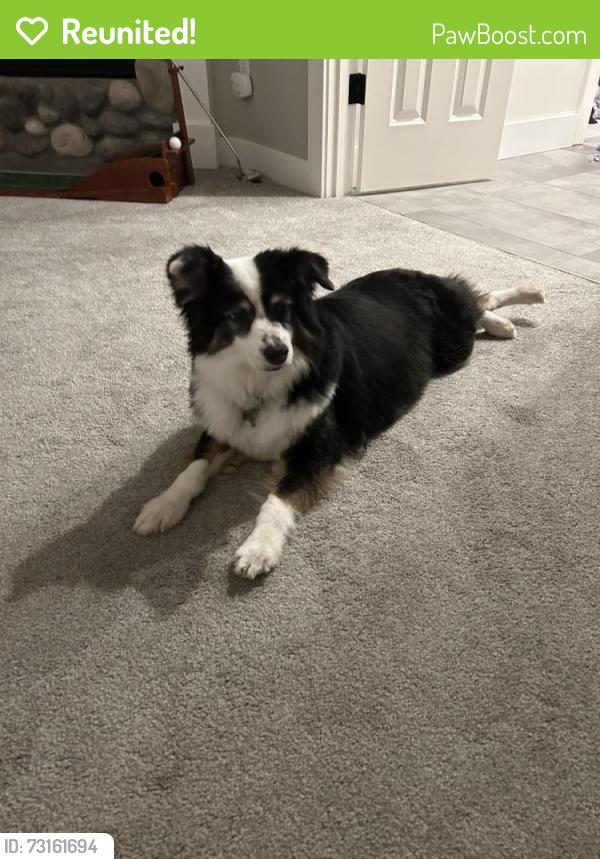 Reunited Female Dog last seen Pace Bend Road & Highway 71, Spicewood, TX 78669