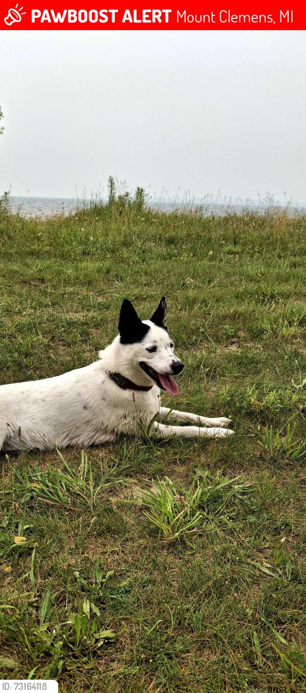 Lost Female Dog last seen Hollywood Court & North Ave, Mount Clemens, MI 48043