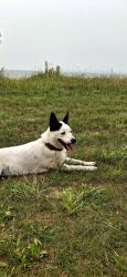 Lost Female Dog last seen Hollywood Court & North Ave, Mount Clemens, MI 48043