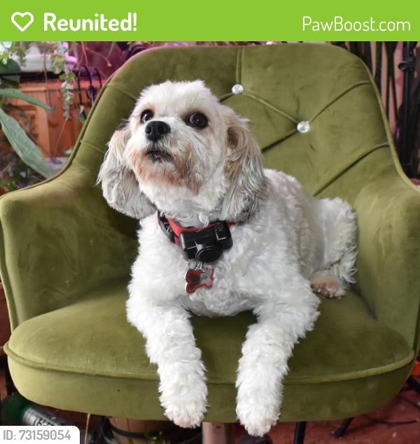 Reunited Female Dog last seen 22 mile and gratiot, New Baltimore, MI 48051