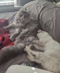 Reunited Female Cat last seen Ruth St, Saint Paul, MN 55119